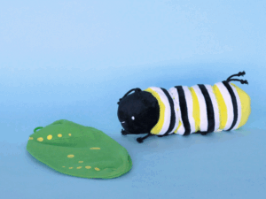 Metamorphosing Butterfly