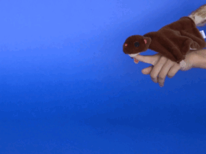 Flying Squirrel