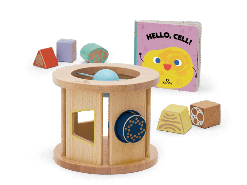 Biology Blocks Shape Sorter - Image 8