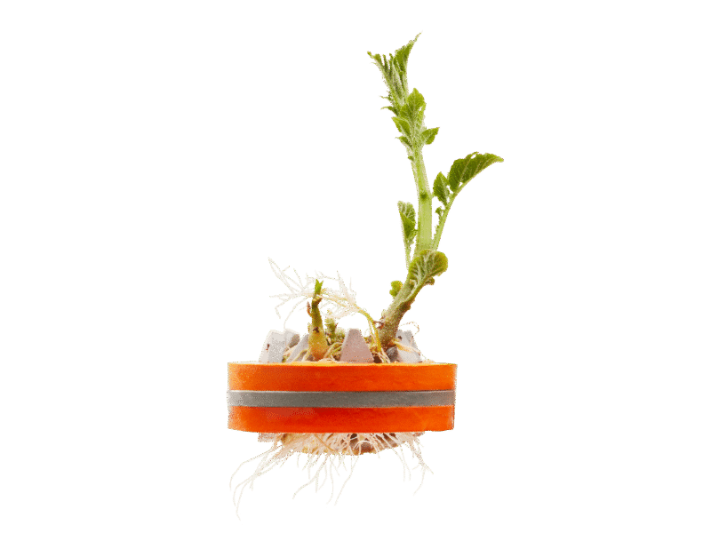 Kitchen Scrap Planter - Image 4