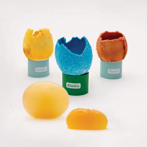 egg shells from experiment